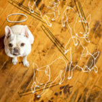 How To Prevent Dogs From Scratching Wood Flooring? - Flooring Singapore