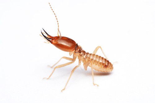 What To Do When You Spot a Termite On Your Wood Flooring?