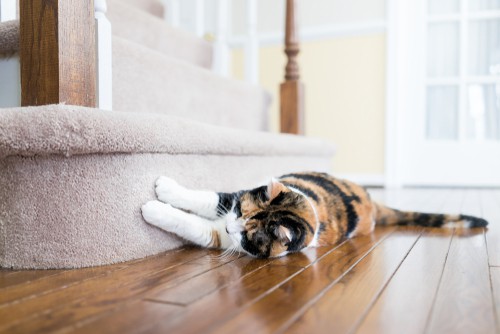 How to Stop a Cat Scratching Carpet Flooring?